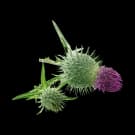 Milk Thistle